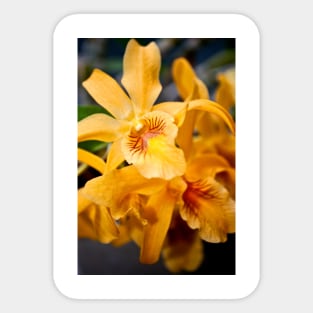 Yellow Orchid Flower Flowering Plant Sticker